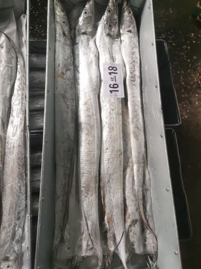中大号带鱼走量款质量优价位低