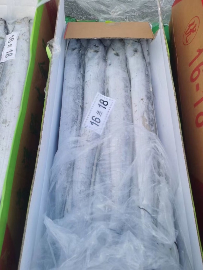 中大号带鱼走量款质量优价位低
