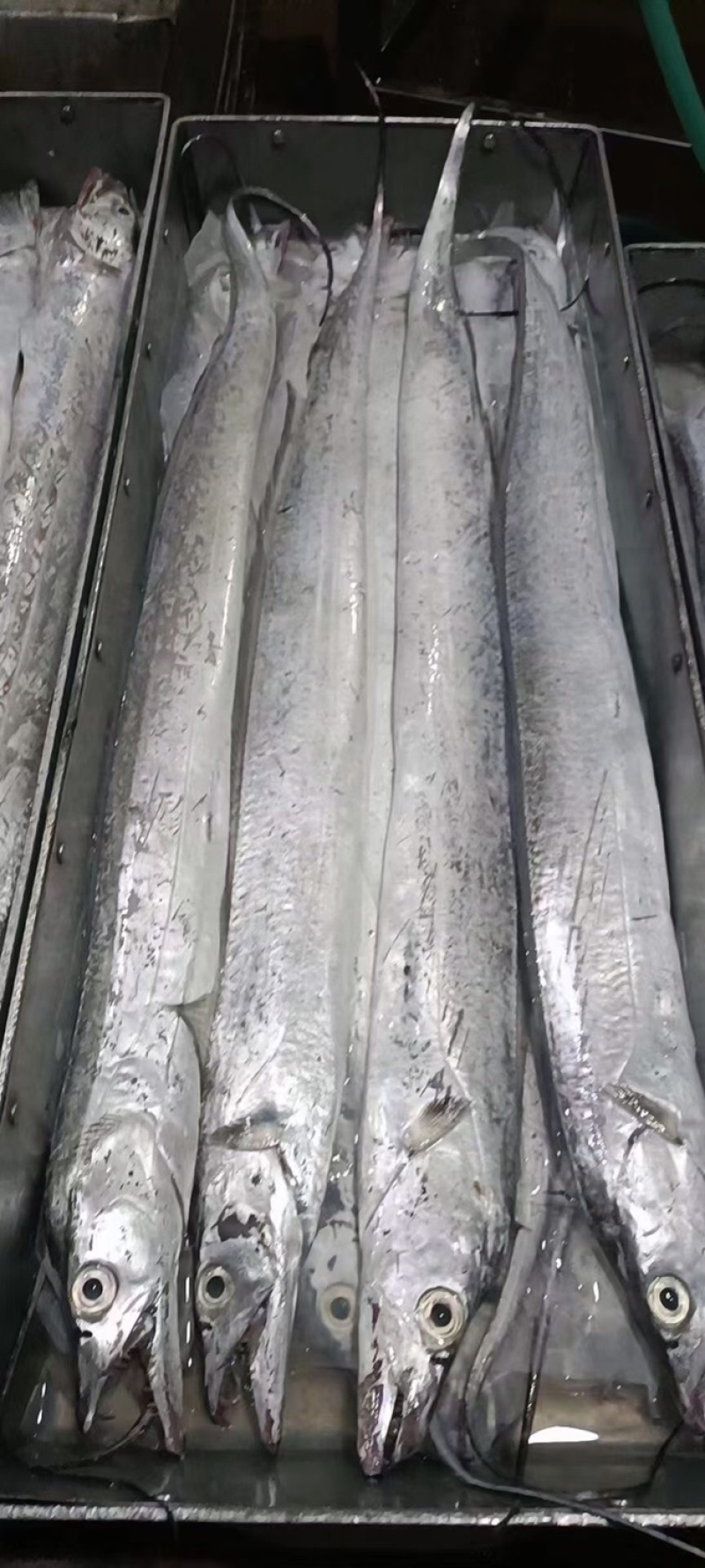 中大号带鱼走量款质量优价位低