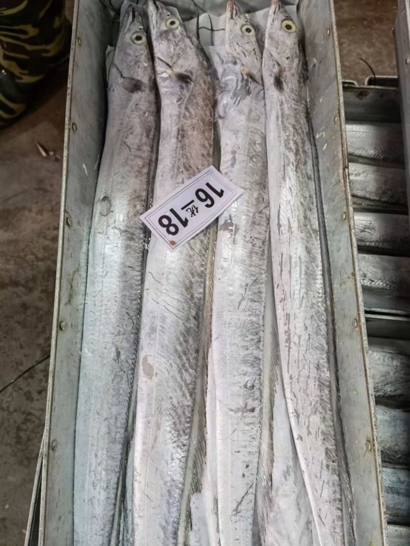 中大号带鱼走量款质量优价位低