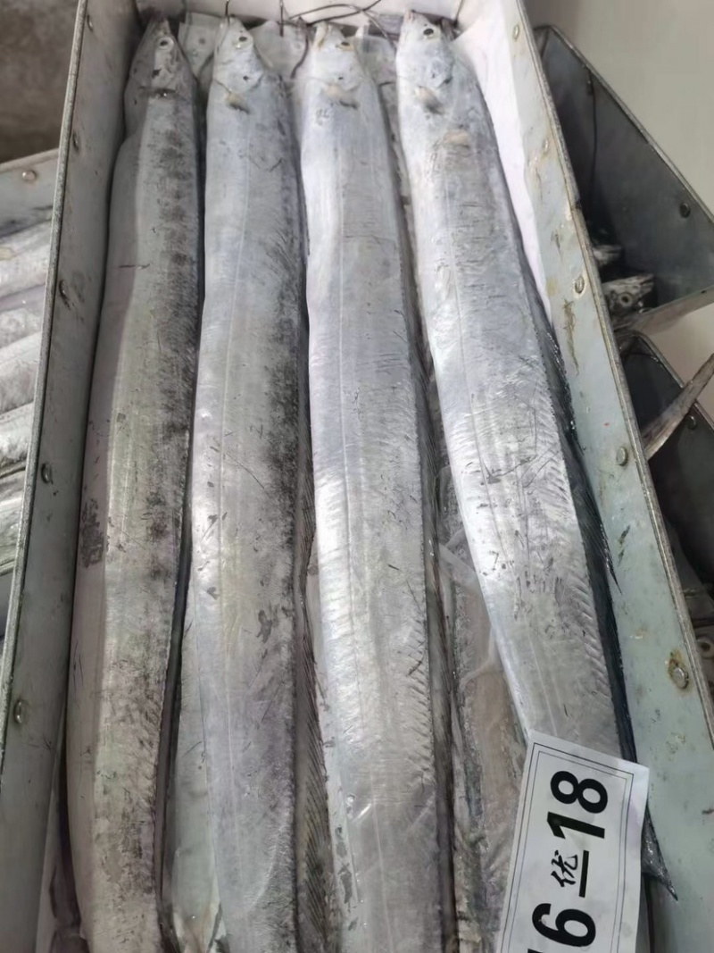 中大号带鱼走量款质量优价位低