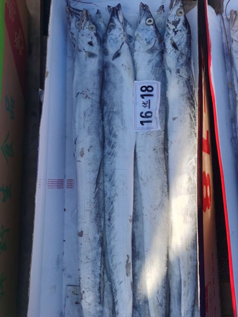 中大号带鱼走量款质量优价位低