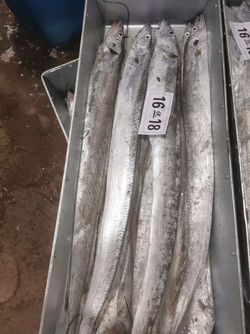 中大号带鱼走量款质量优价位低
