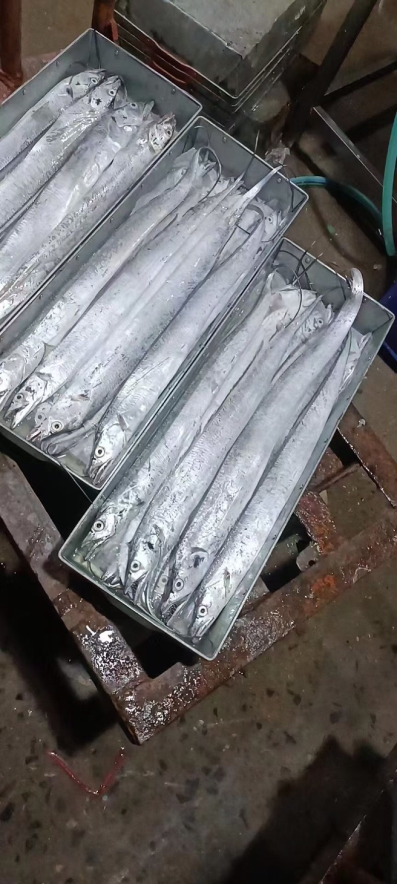 中大号带鱼走量款质量优价位低