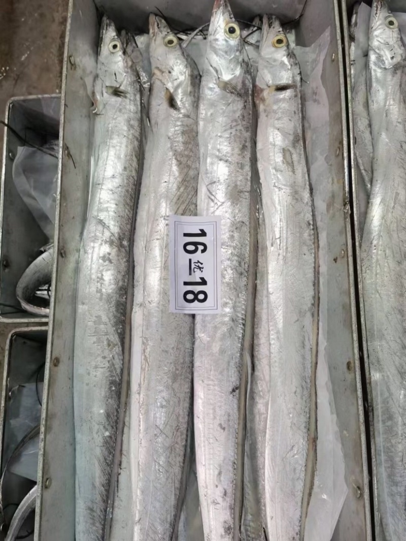 中大号带鱼走量款质量优价位低