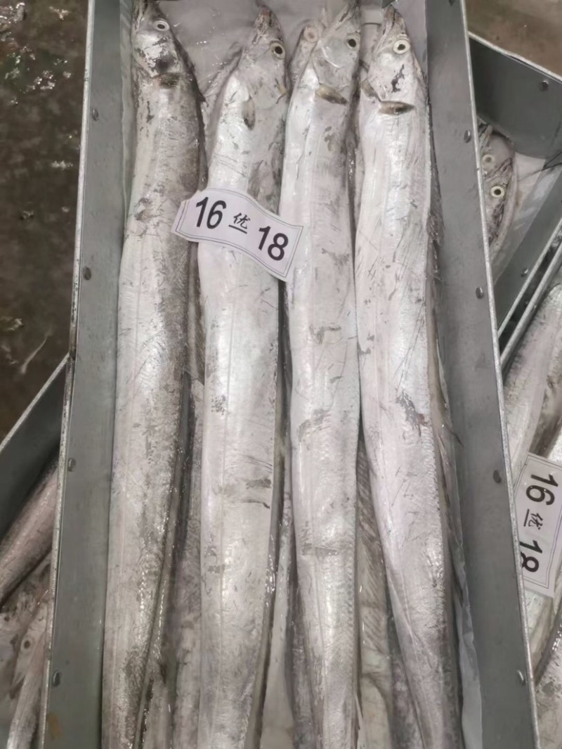 中大号带鱼走量款质量优价位低