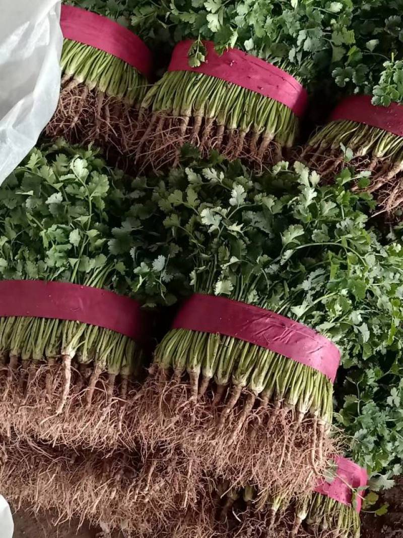 【香菜聊城中叶香菜保质保量，一手货源，欢迎采购，】