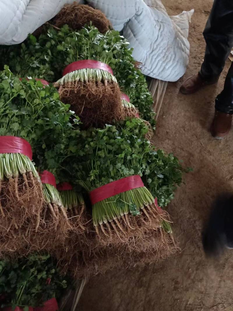 【香菜聊城中叶香菜保质保量，一手货源，欢迎采购，】