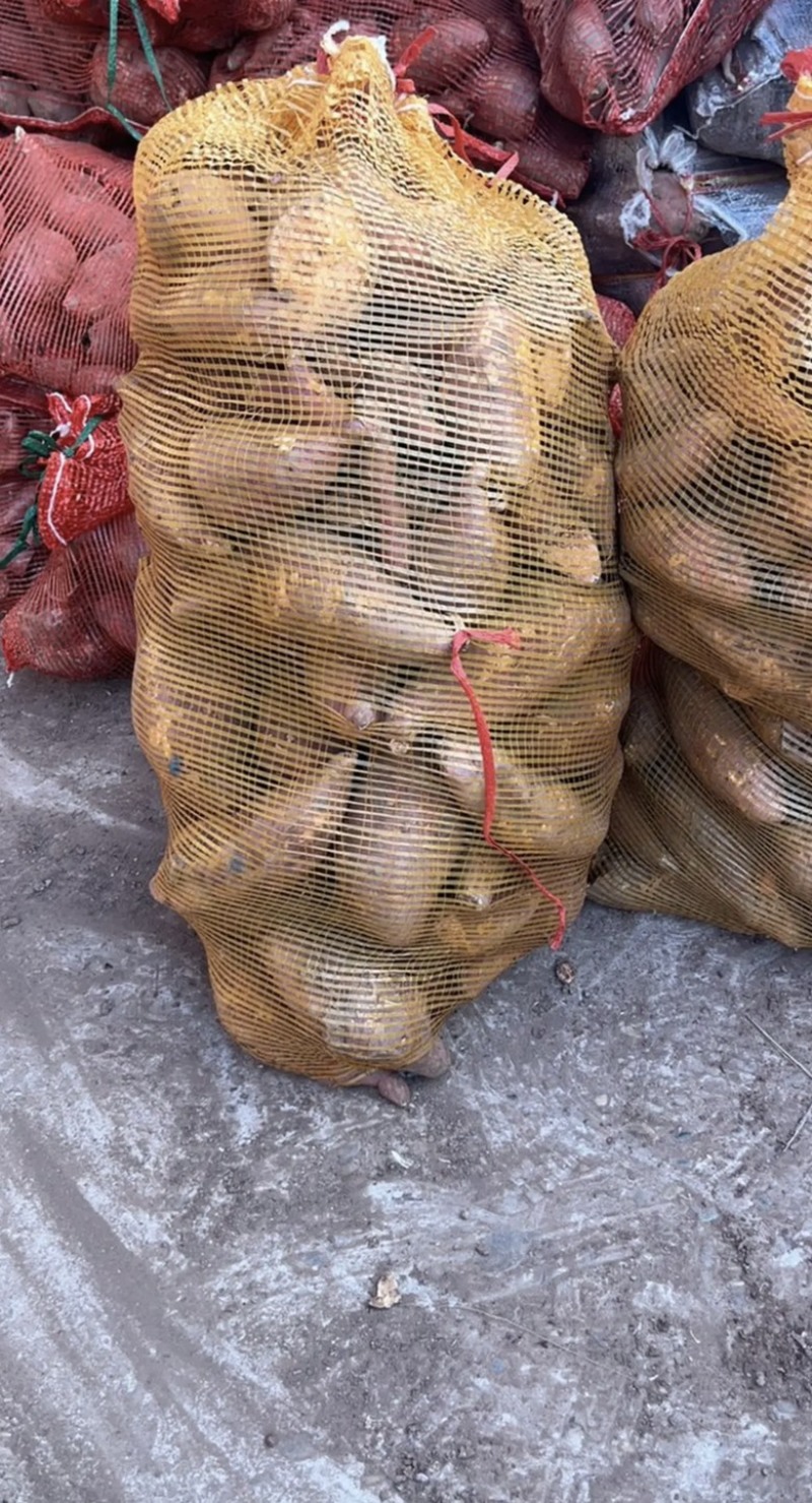 西瓜红加工厂货价格便宜了产地直发大量有货欢迎联系