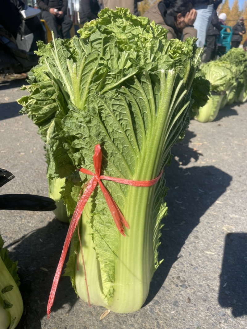 黑菜