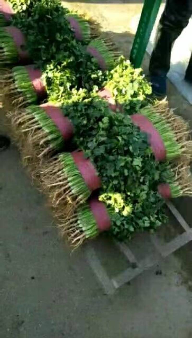 《山东聊城中叶香菜保质保量，一手货源支持各种包装》
