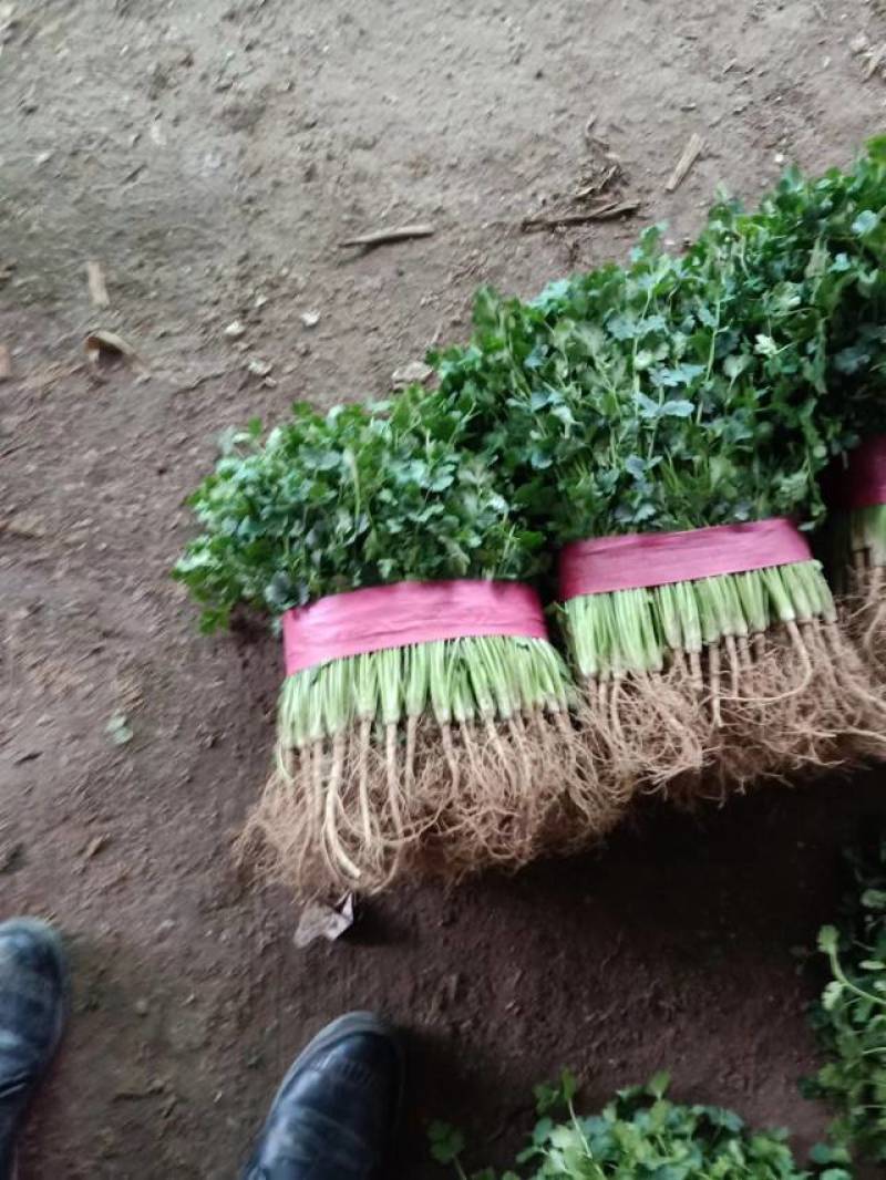 《山东聊城中叶香菜保质保量，一手货源支持各种包装》