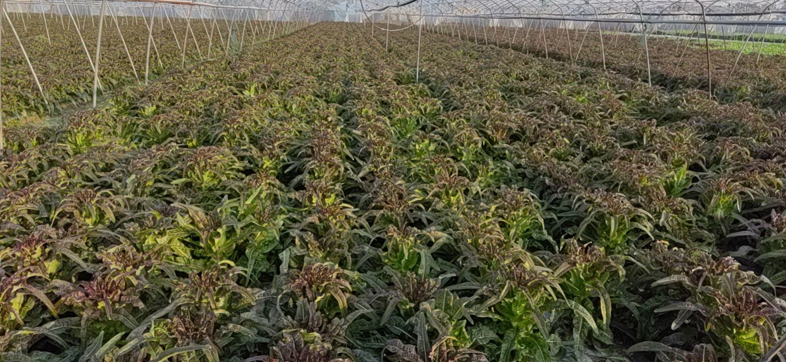 尖叶莴笋植株全貌与典型叶形特写