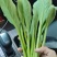 迟菜心广东油菜心产地直供货源充足常年有货一条龙