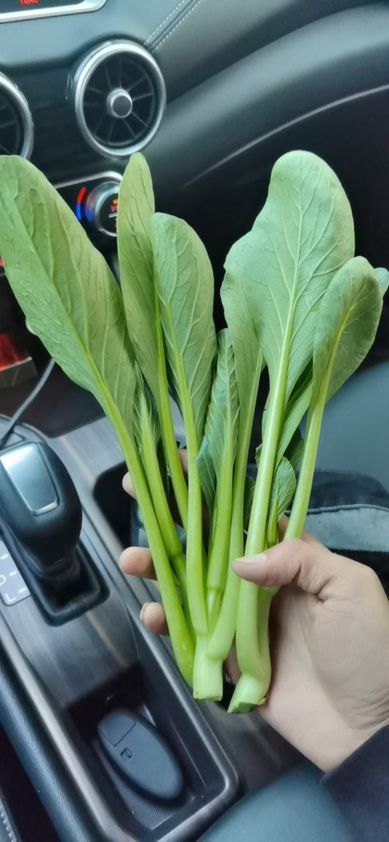 迟菜心广东油菜心产地直供货源充足常年有货一条龙