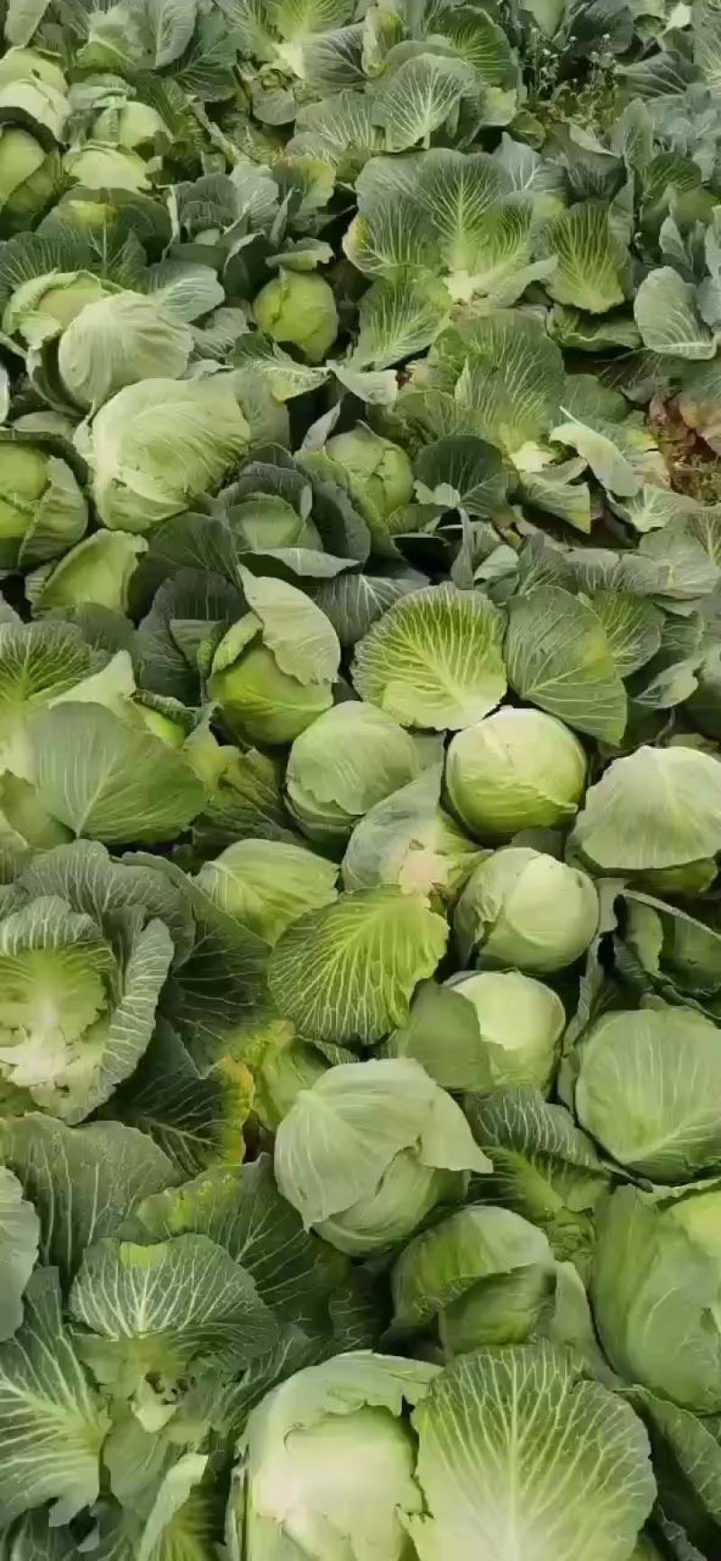 湖北基地大量甘蓝上市中，有需要的朋友可以联系我。