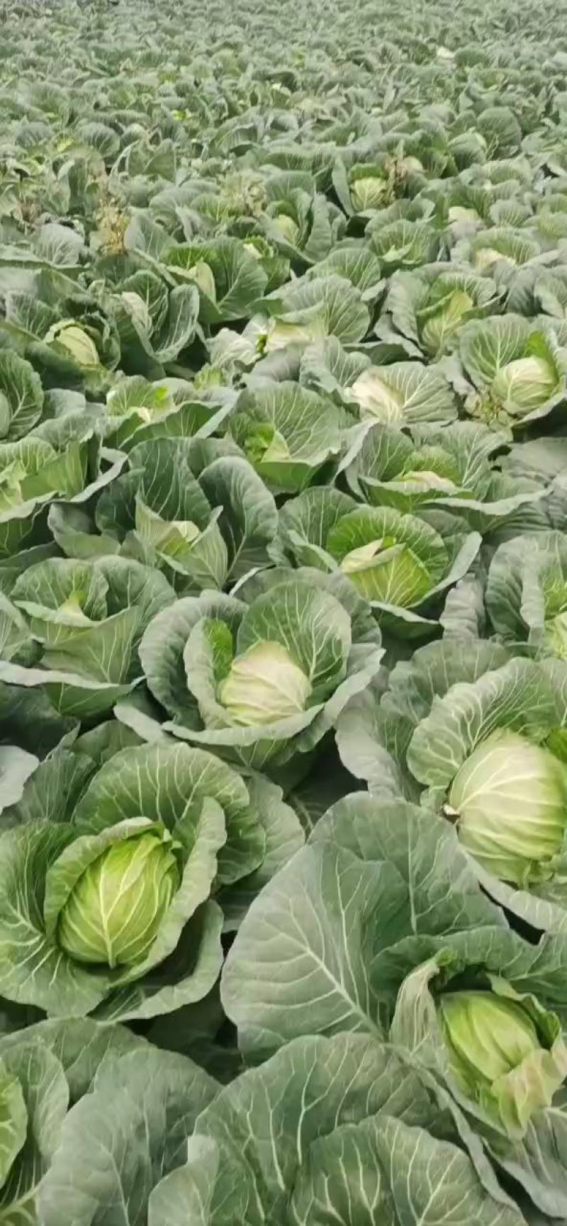 湖北基地大量甘蓝上市中，有需要的朋友可以联系我。