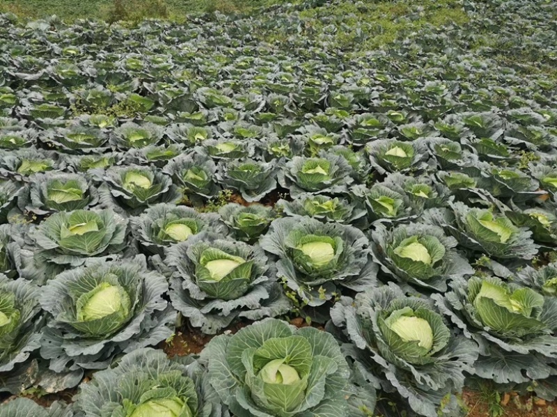 精品牛心白货源充足，大量有货，产地直发，支持视频看货