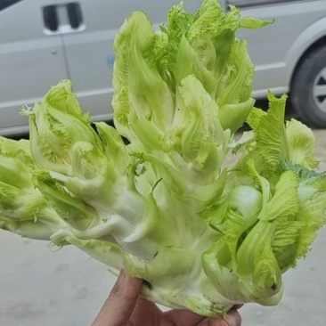 儿菜大量上市