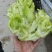 儿菜大量上市