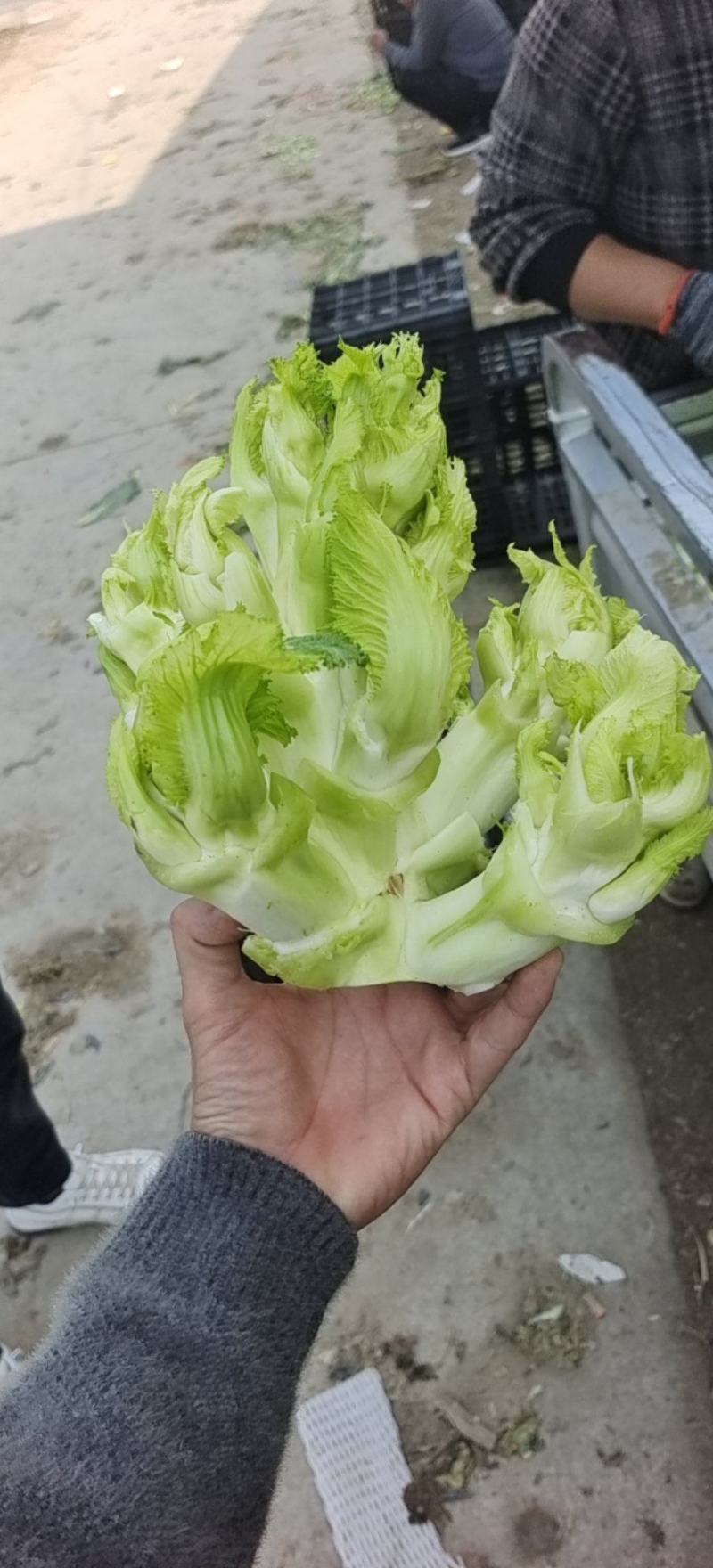 儿菜大量上市