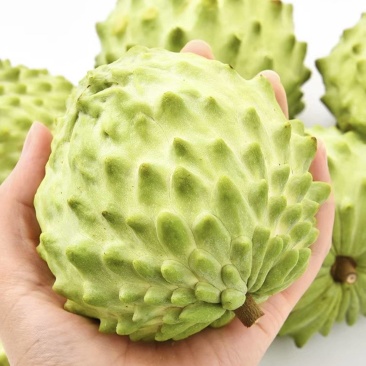 新鲜牛奶凤梨释迦果，现摘现发，大果饱满