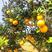 30万斤锦橙100号鲜果开园，果大皮溥，汁多香甜可口。