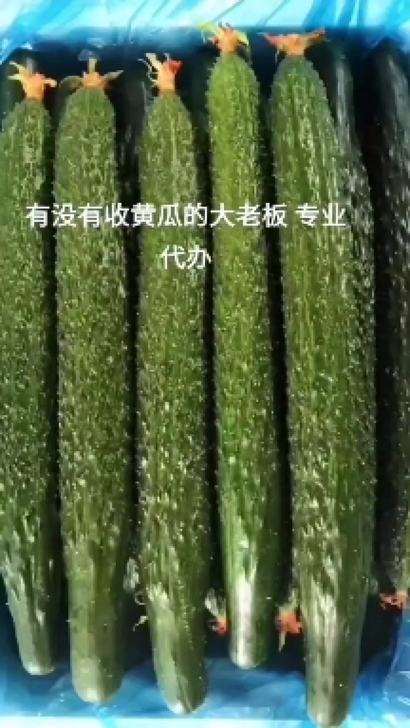 精品黄瓜，天天新鲜货，货发全国。