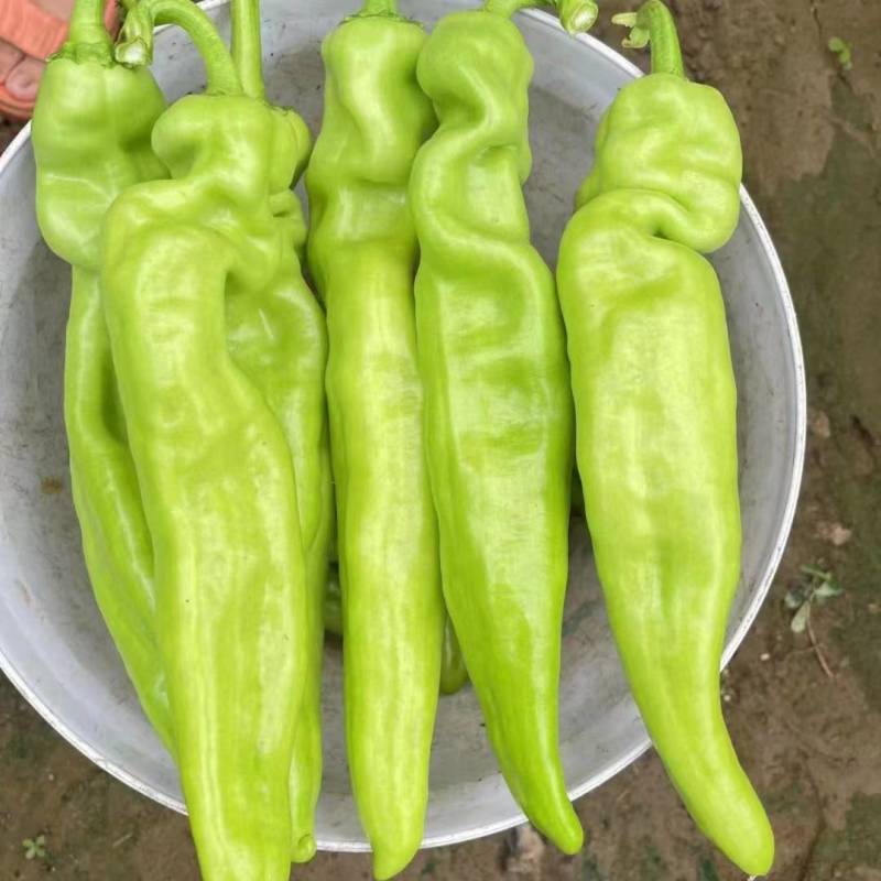 新乐大棚尖椒大量上市中