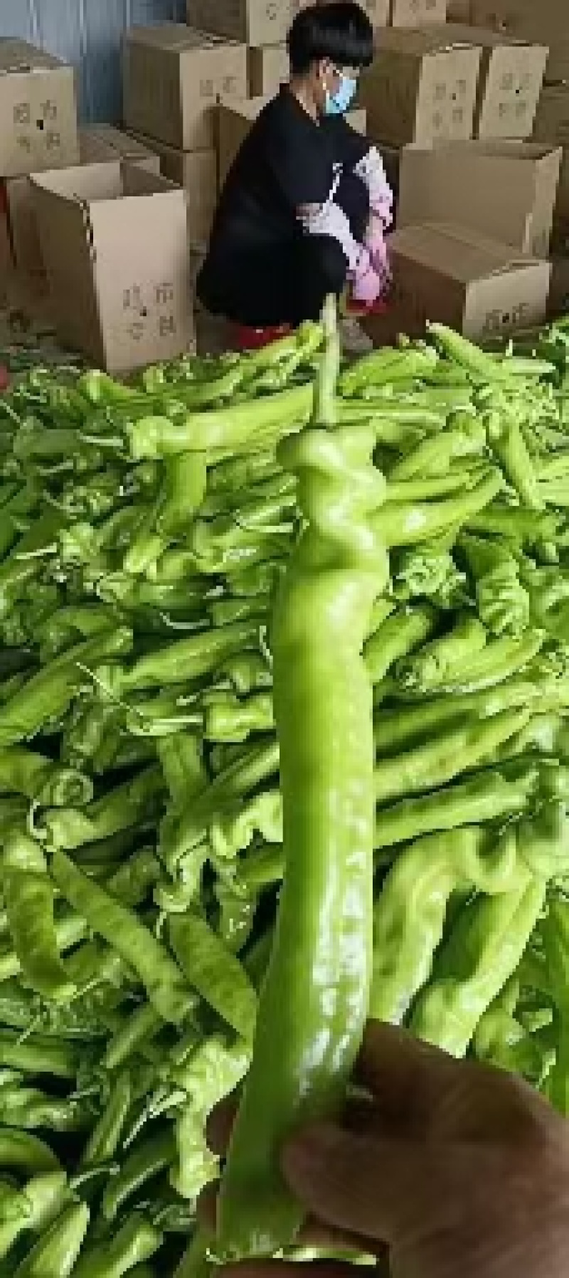 新乐大棚尖椒大量上市中