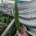 新乐大棚尖椒大量上市中