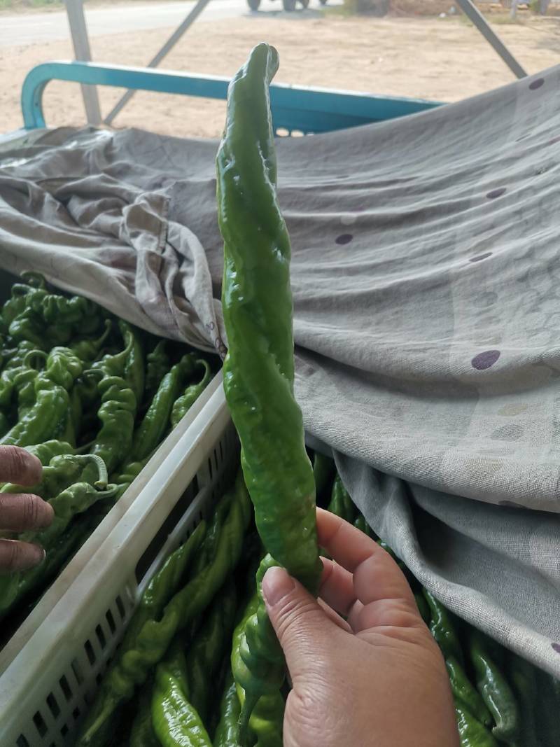 新乐大棚尖椒大量上市中