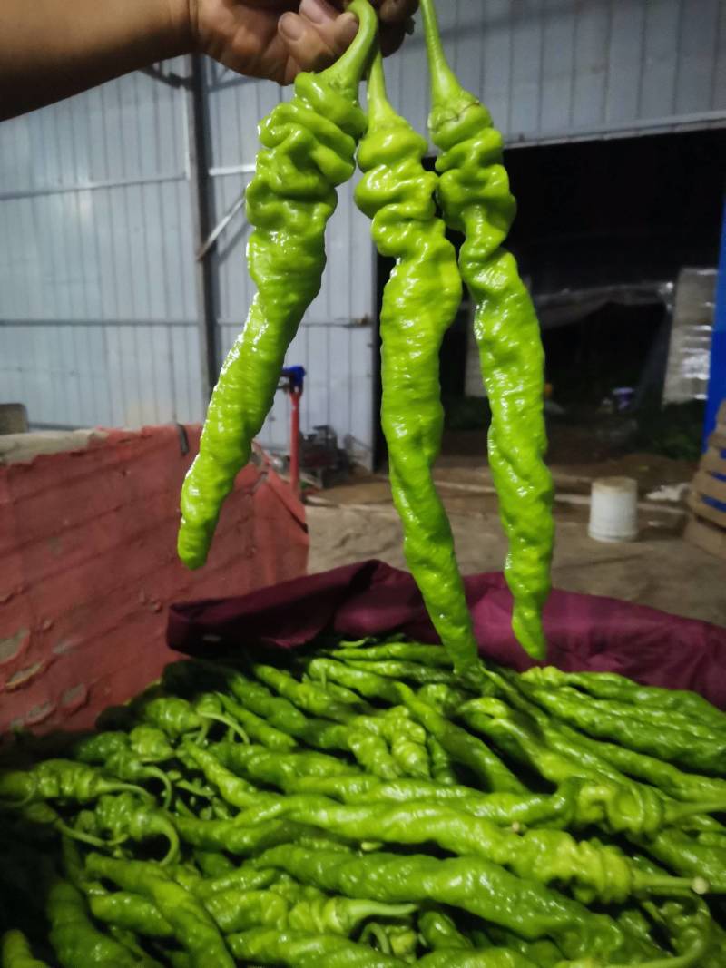 新乐大棚尖椒大量上市中