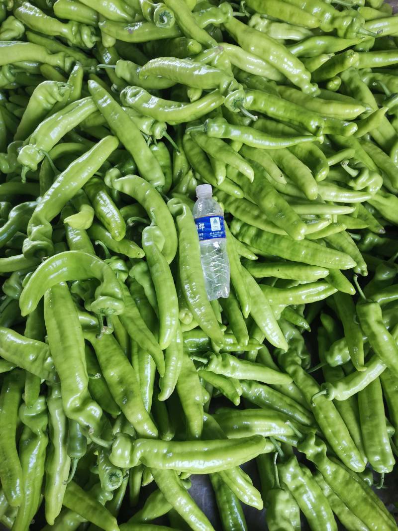 新乐大棚尖椒大量上市中