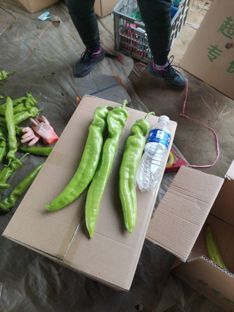 新乐大棚尖椒大量上市中