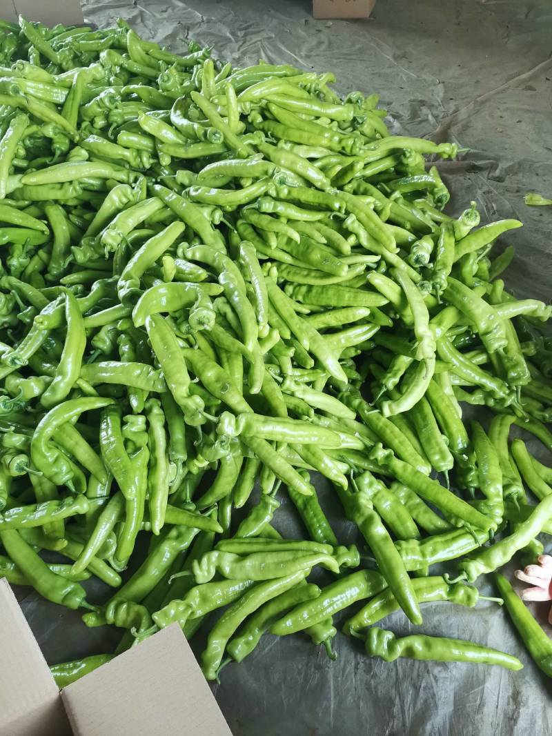 新乐大棚尖椒大量上市中