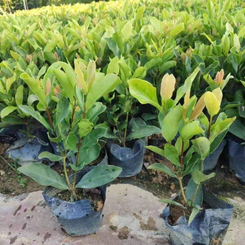 价格优惠龙船花，数量有限，精品货源，基地直供