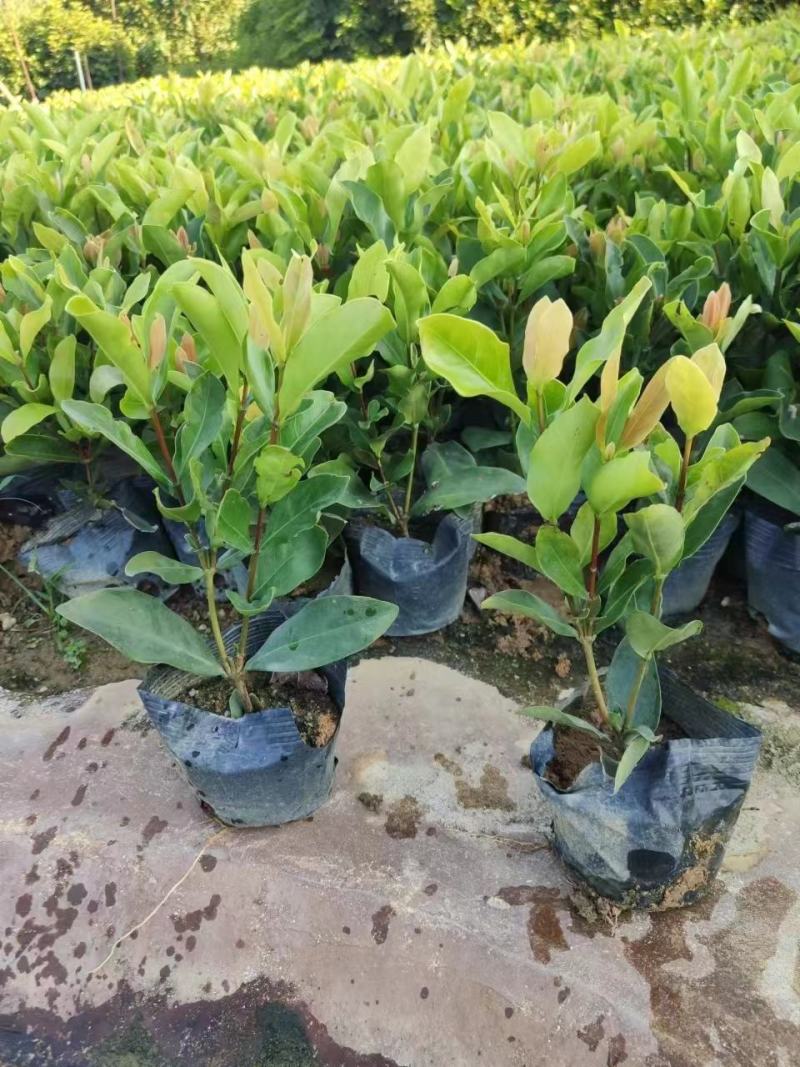 价格优惠龙船花，数量有限，精品货源，基地直供