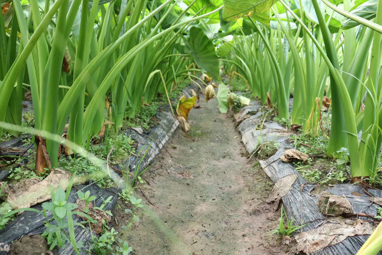 芋头春季种植示意图