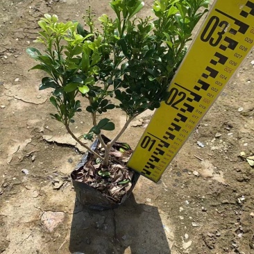 米兰大量出售，价格优惠，基地直供