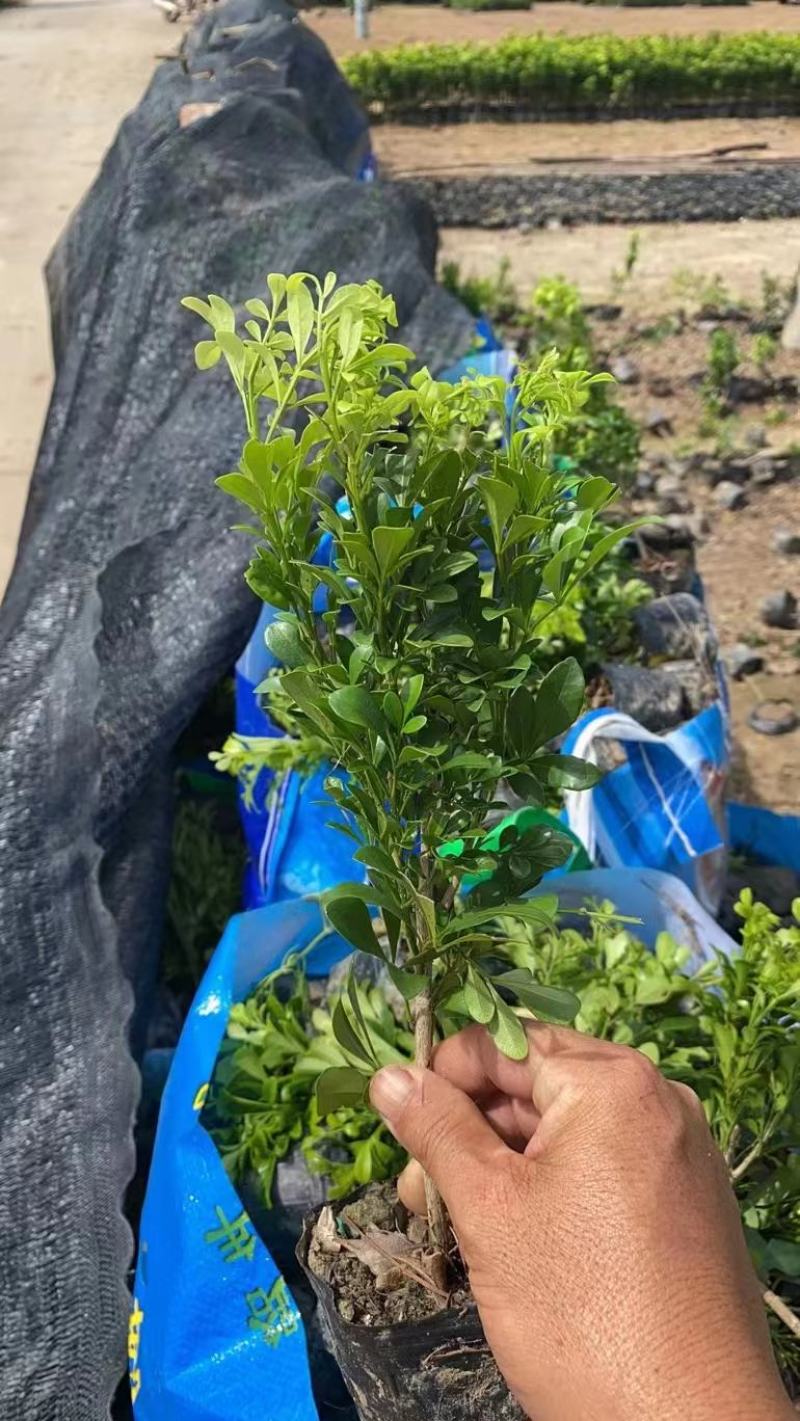 米兰大量出售，价格优惠，基地直供