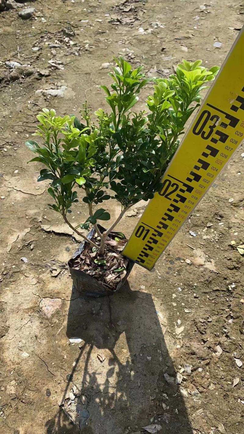 米兰大量出售，价格优惠，基地直供