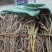 本地野生新鲜土伏苓，白肉粉质，煲汤清甜，大自然里的原生态
