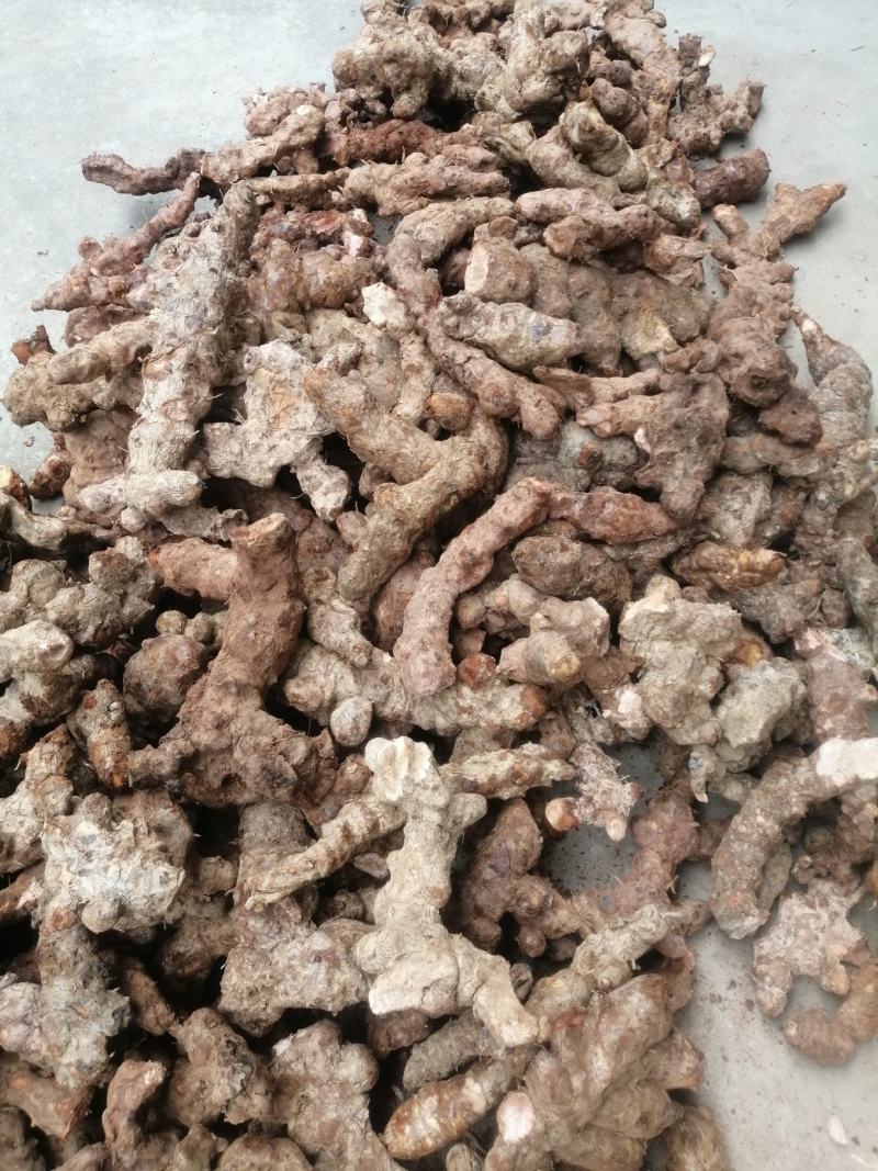 本地野生新鲜土伏苓，白肉粉质，煲汤清甜，大自然里的原生态