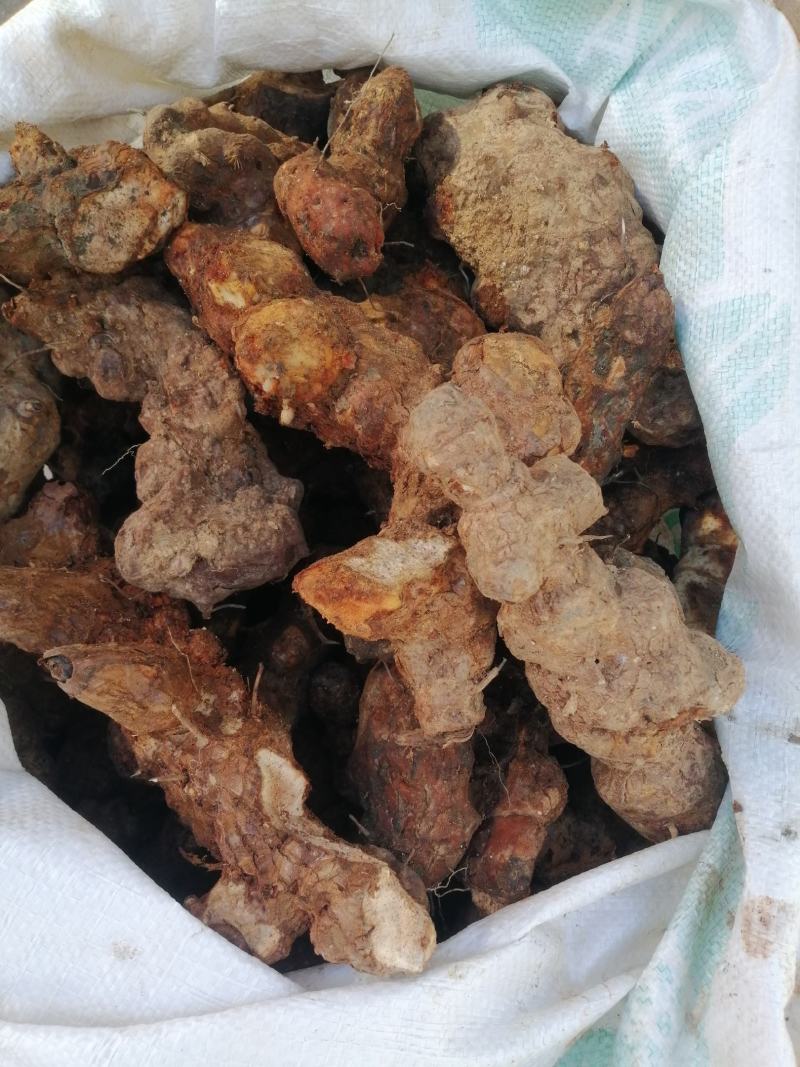 本地野生新鲜土伏苓，白肉粉质，煲汤清甜，大自然里的原生态