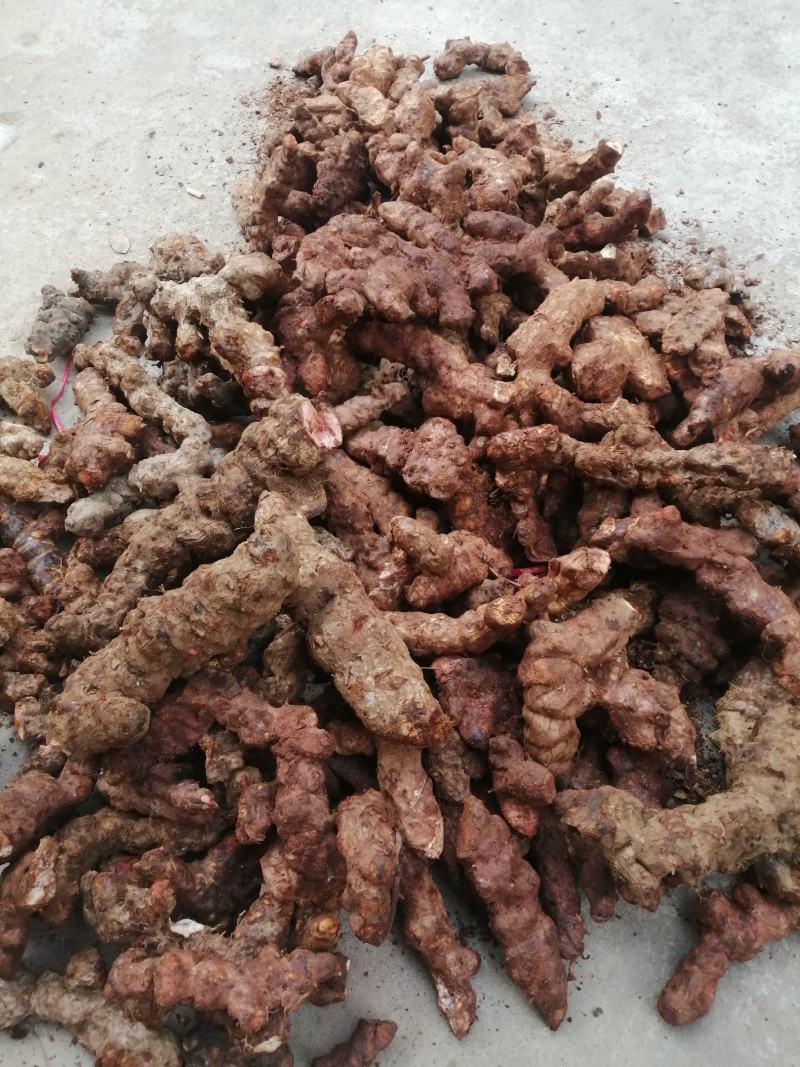 本地野生新鲜土伏苓，白肉粉质，煲汤清甜，大自然里的原生态