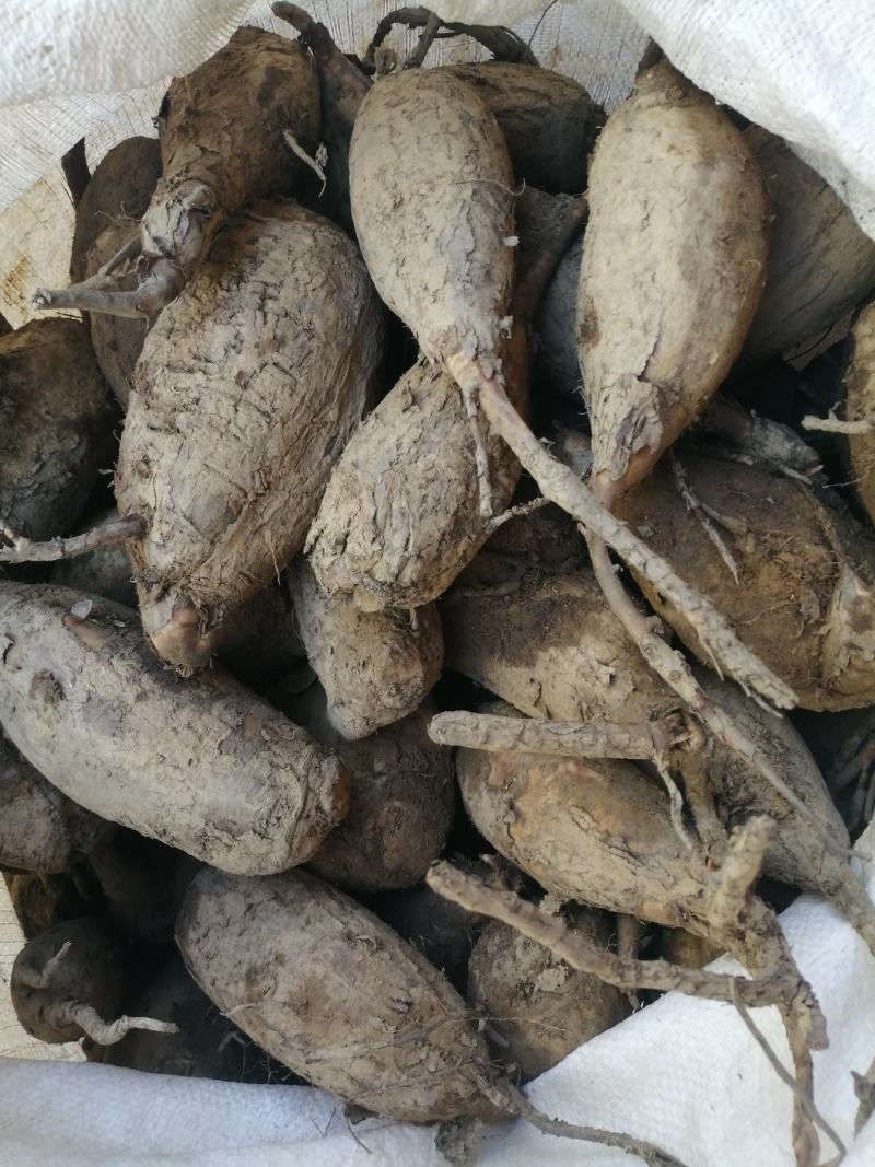 本地野生新鲜土伏苓，白肉粉质，煲汤清甜，大自然里的原生态