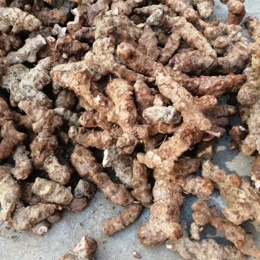 本地野生新鲜土伏苓，白肉粉质，煲汤清甜，大自然里的原生态