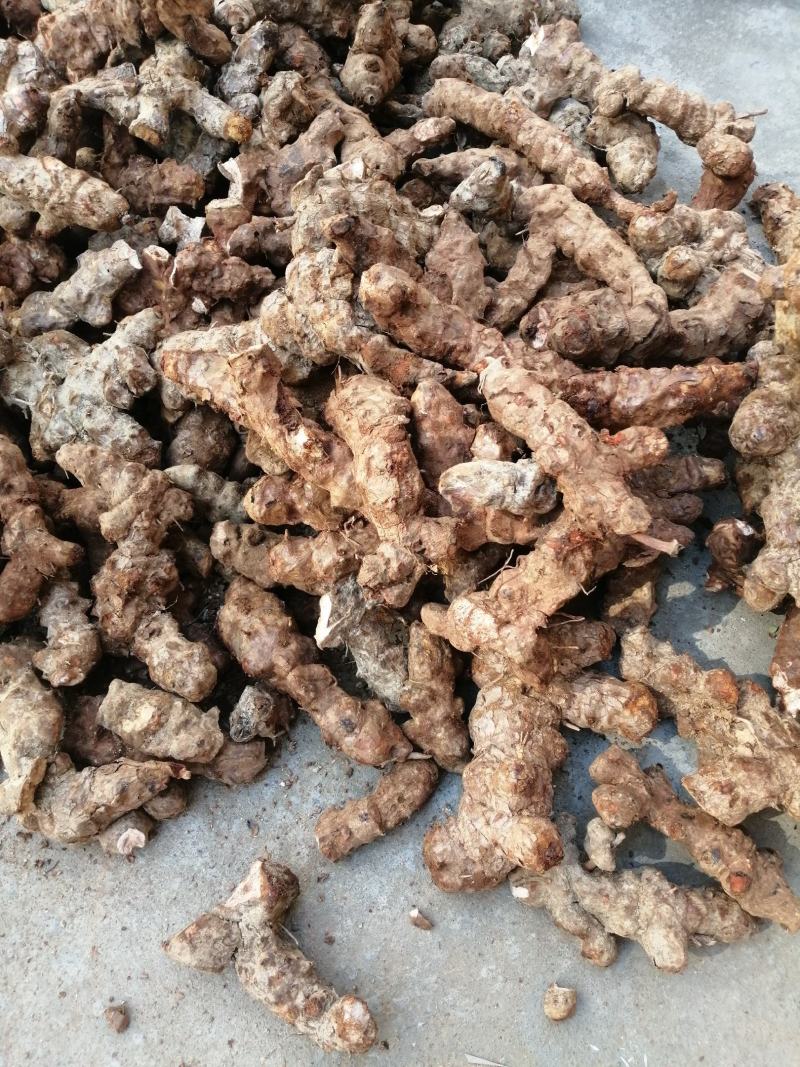 本地野生新鲜土伏苓，白肉粉质，煲汤清甜，大自然里的原生态