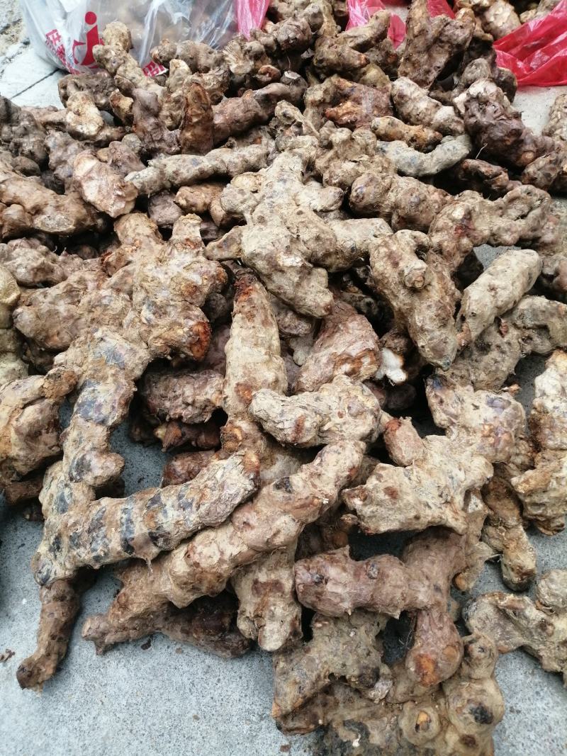 本地野生新鲜土伏苓，白肉粉质，煲汤清甜，大自然里的原生态